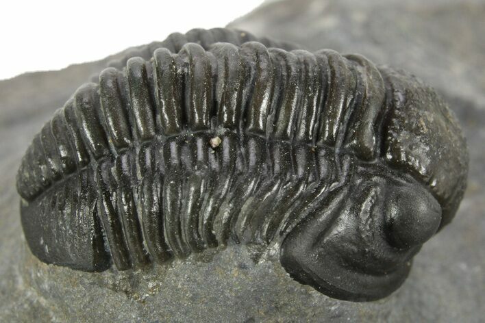 Curled Proetid (Gerastos) Trilobite Fossil - Morocco #377260